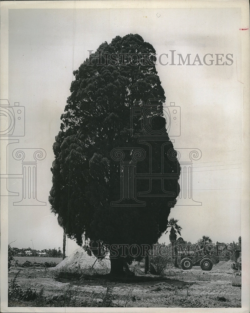 1965 Press Photo Lone pine tree in Bradenton, Florida - Historic Images