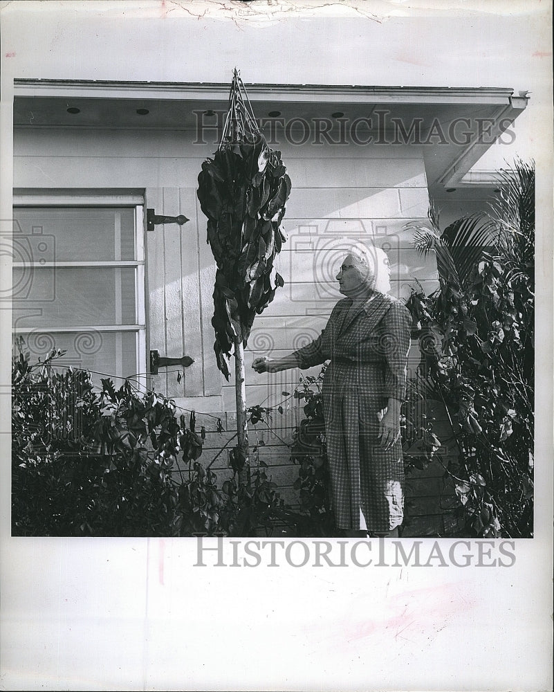 1962 Press Photo Mrs Michael Ferret and a shefflera tree - Historic Images