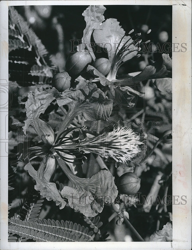 1974 Press Photo Royal Poinciana blooms grown in Florida - Historic Images