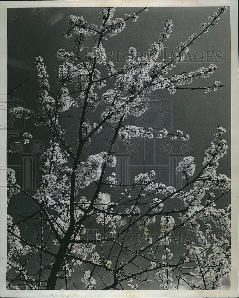 1968 Press Photo Wild Plum trees  grown in Florida - Historic Images