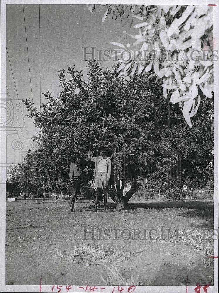 1972 Press Photo The Carob Bean Tree in Australia - Historic Images
