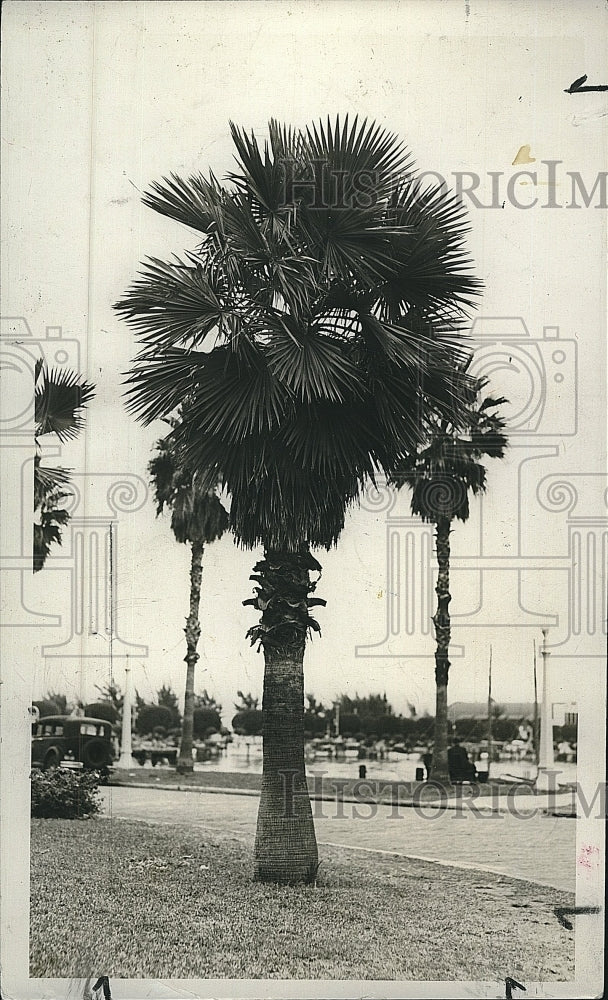 1993 Press Photo Palm Trees on Bay Shore Drive, Florida - Historic Images