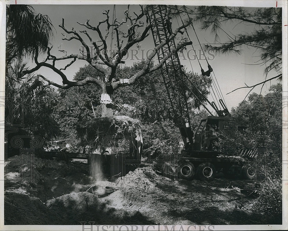 1969 Press Photo Trees Are Transplanted at Bay Tree Club - Historic Images