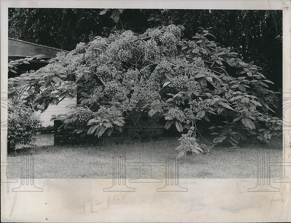 1973 Press Photo Royal poincianas in bloom in Florida - Historic Images