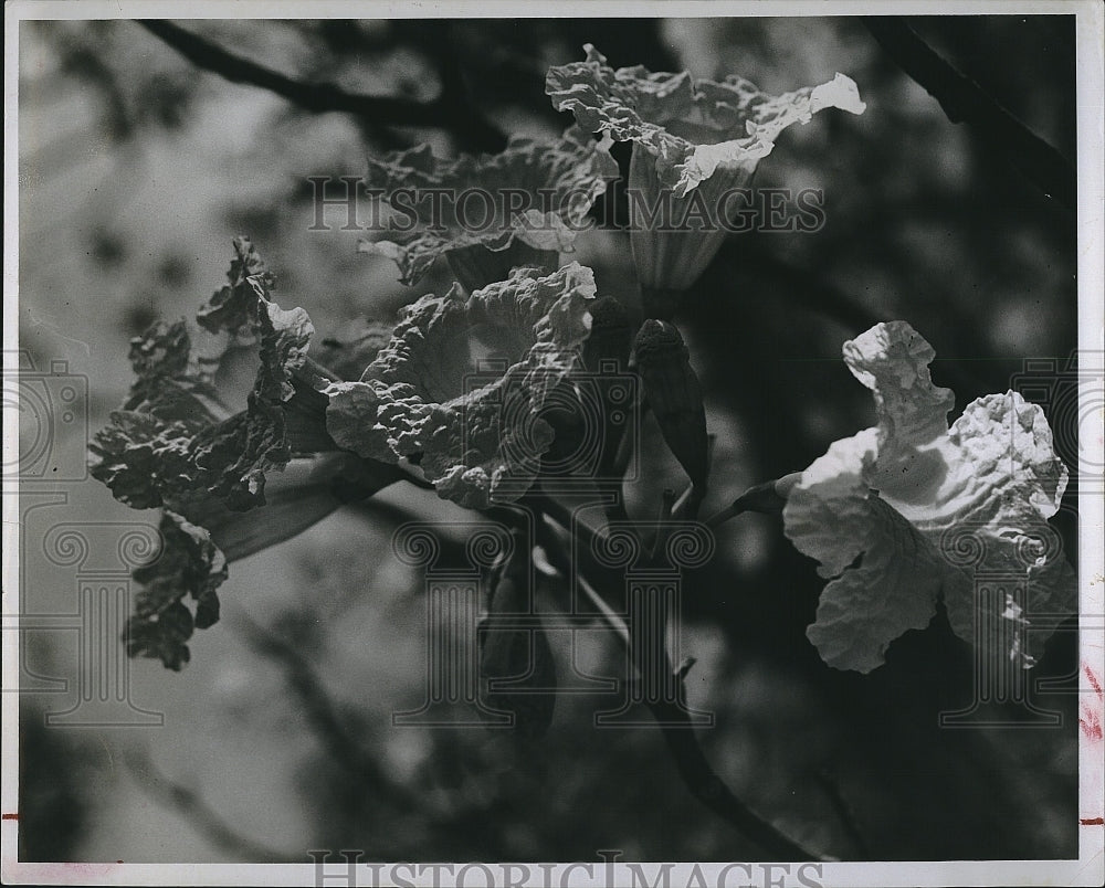 1975 Press Photo Flowering tree is the Silver Trumpet. - Historic Images