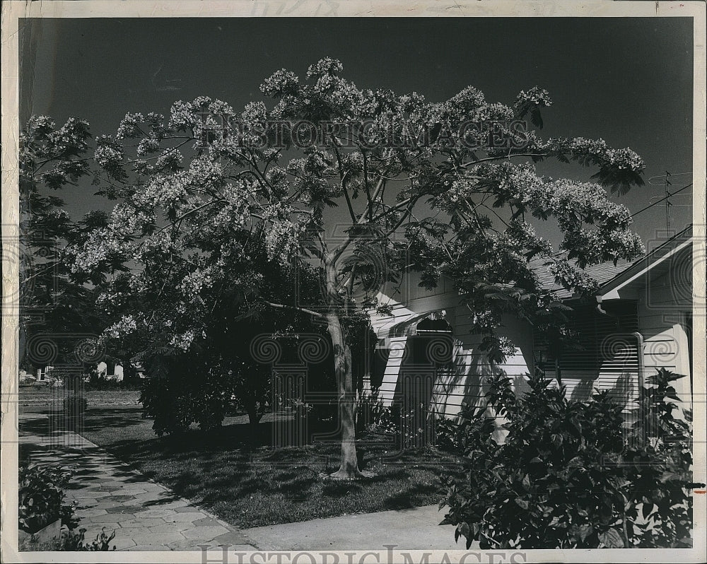 1968 Press Photo The Royal poinciana tree blooming in Florida - Historic Images