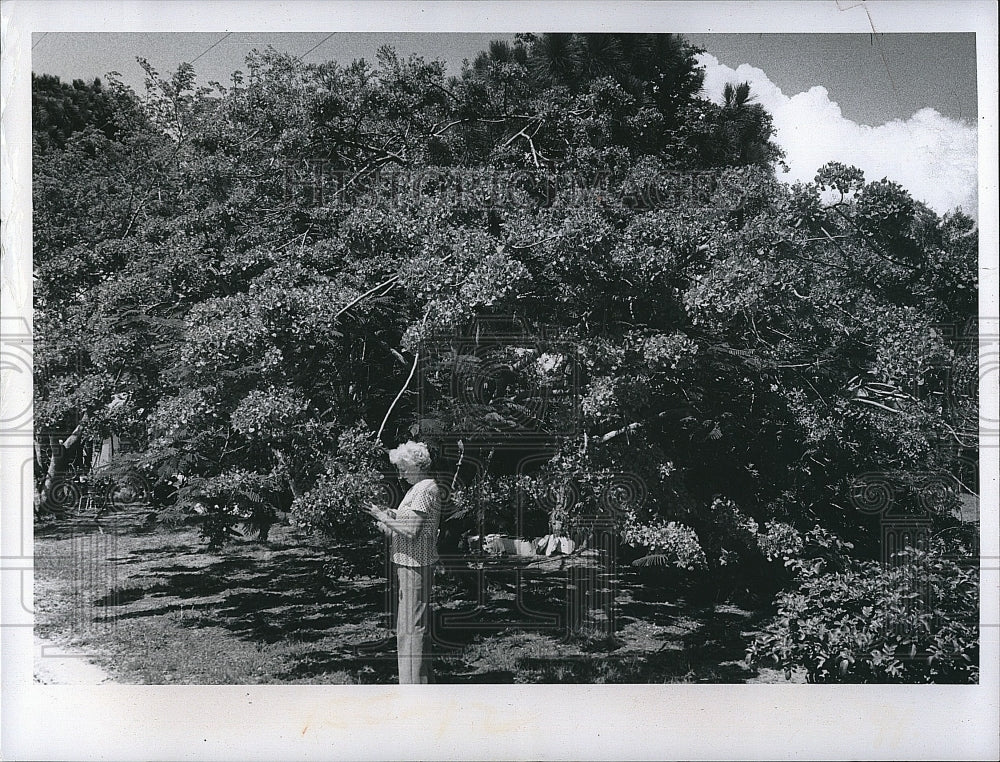 1974 Press Photo The Royal poinciana tree blooming in Florida - Historic Images