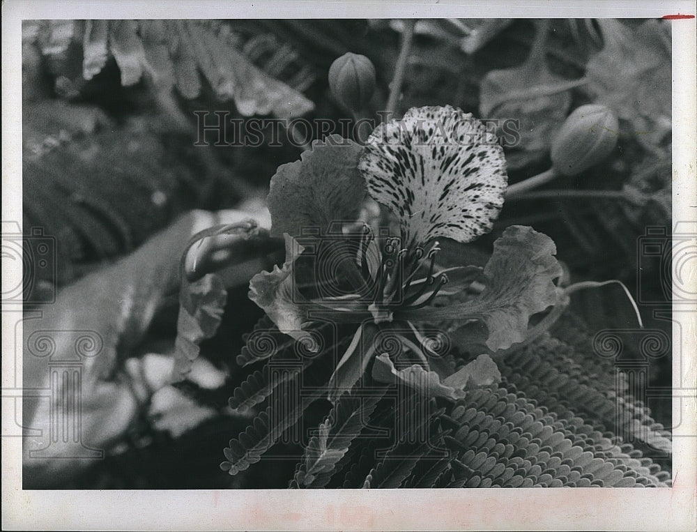 1970 Press Photo The Royal poinciana tree blooming in Florida - Historic Images