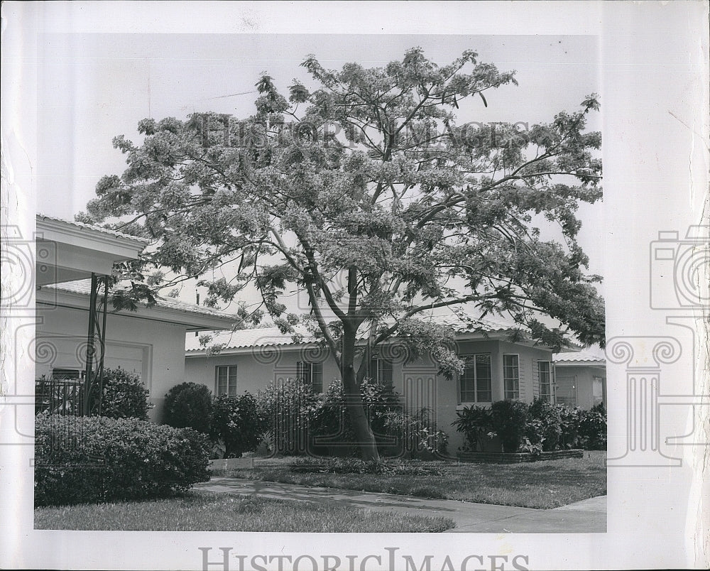 1963 Press Photo The Royal poinciana tree blooming in Florida - Historic Images