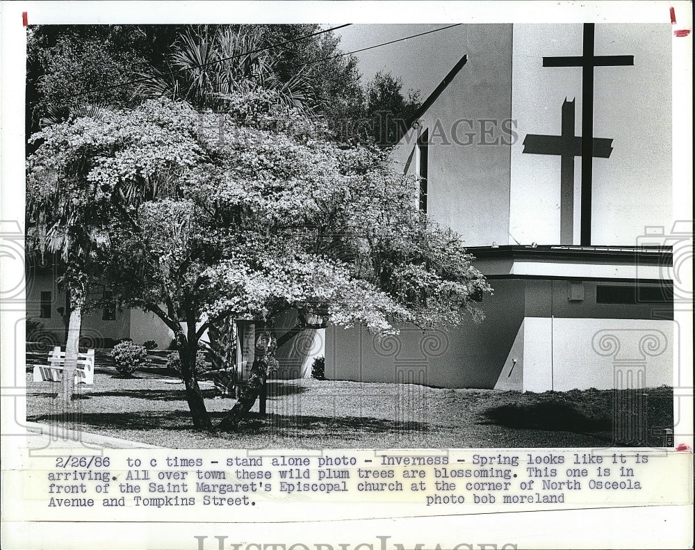 1986 Press Photo Wild plum trees blooming at Florida church - Historic Images