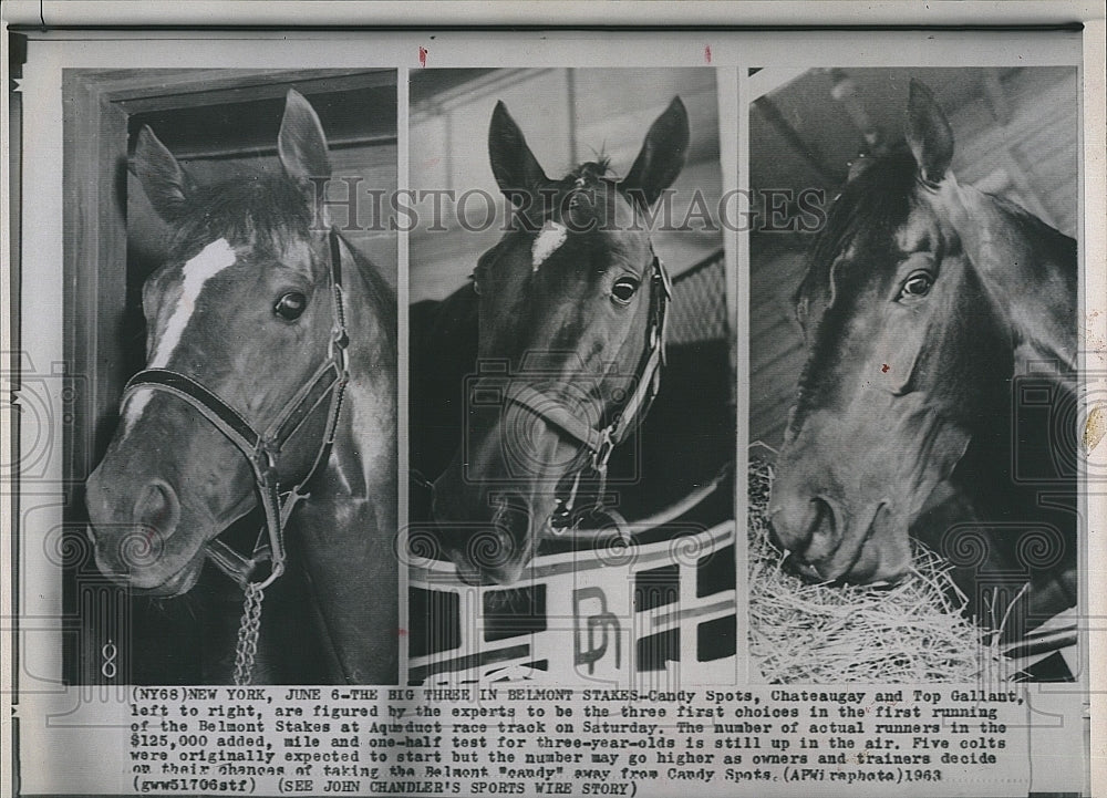 1963 Press Photo Belmont Stakes contenders, Candy Spots, Chareaugay,Top Gallant - Historic Images