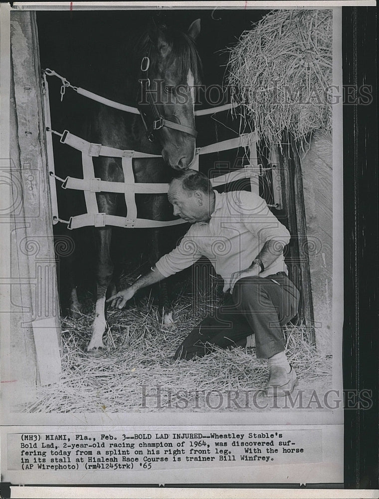 1965 Press Photo Trainer examine Bold Lad Horse injured. - Historic Images