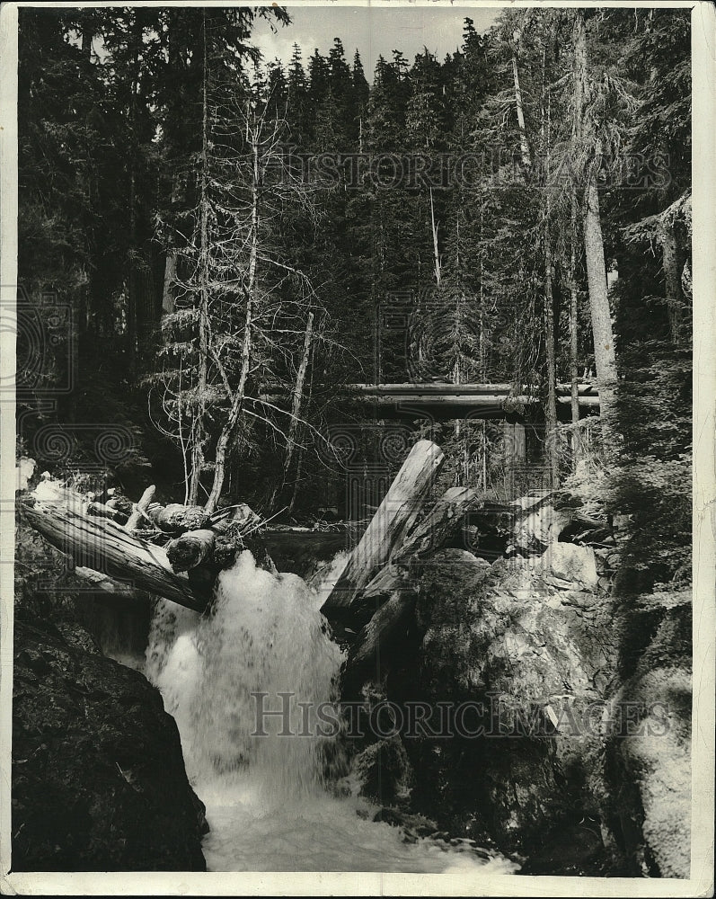 1943 Press Photo Olympic National Park Forest - Historic Images