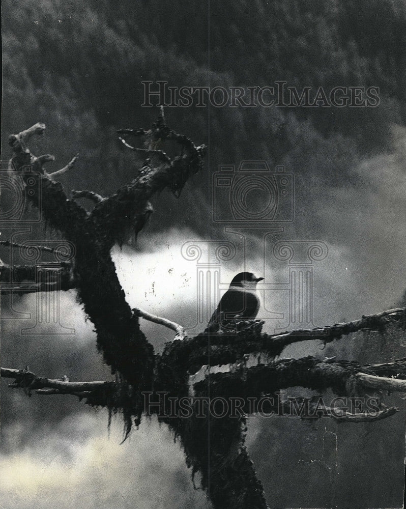 1977 Press Photo Oregon Jay Perched On Sag Above Clouds In Olympic National Park - Historic Images