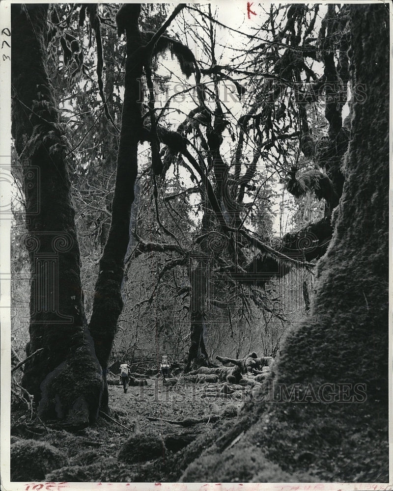 1964 Press Photo Hikers Pass Moss Covered Trees In Hoh River Rainforest - Historic Images