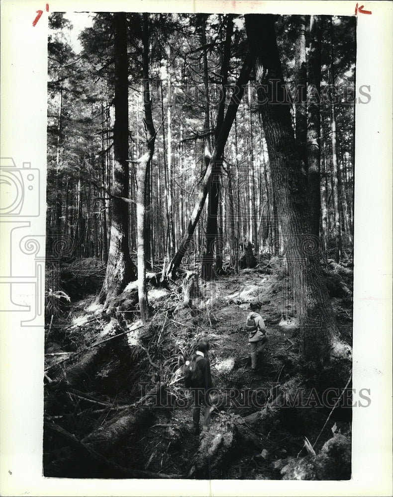 1989 Press Photo Old Growth Trees at Olympic National Park and Forrest - Historic Images