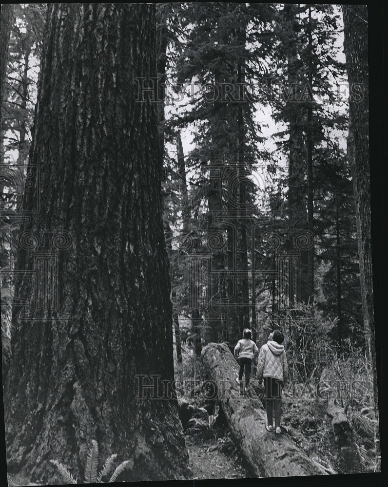 1968 Press Photo Quinnault Rain Forrest at Olympic National Park and Forrest - Historic Images