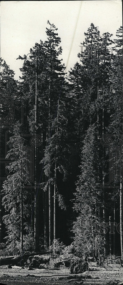 1972 Press Photo trees in Olympic National Park in Washington - Historic Images