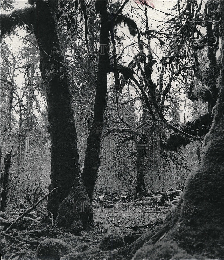 1985 Press Photo hikers in the rain forest in Washington&#39;s Olympic National Park - Historic Images