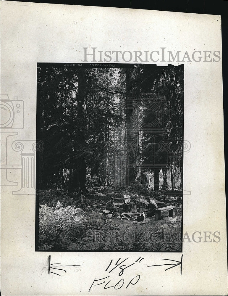 1968 Press Photo Olympic National Park forests - Historic Images