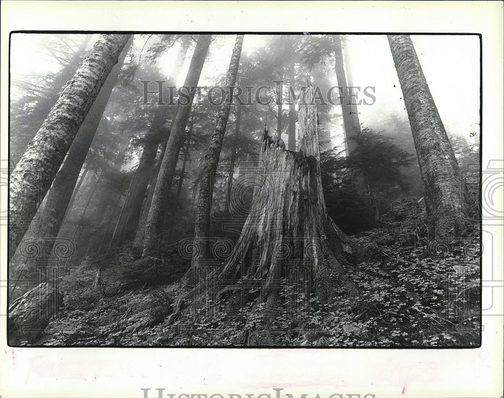 1990 Press Photo Old growth forest on Olympic Pennisula, Wash. - Historic Images