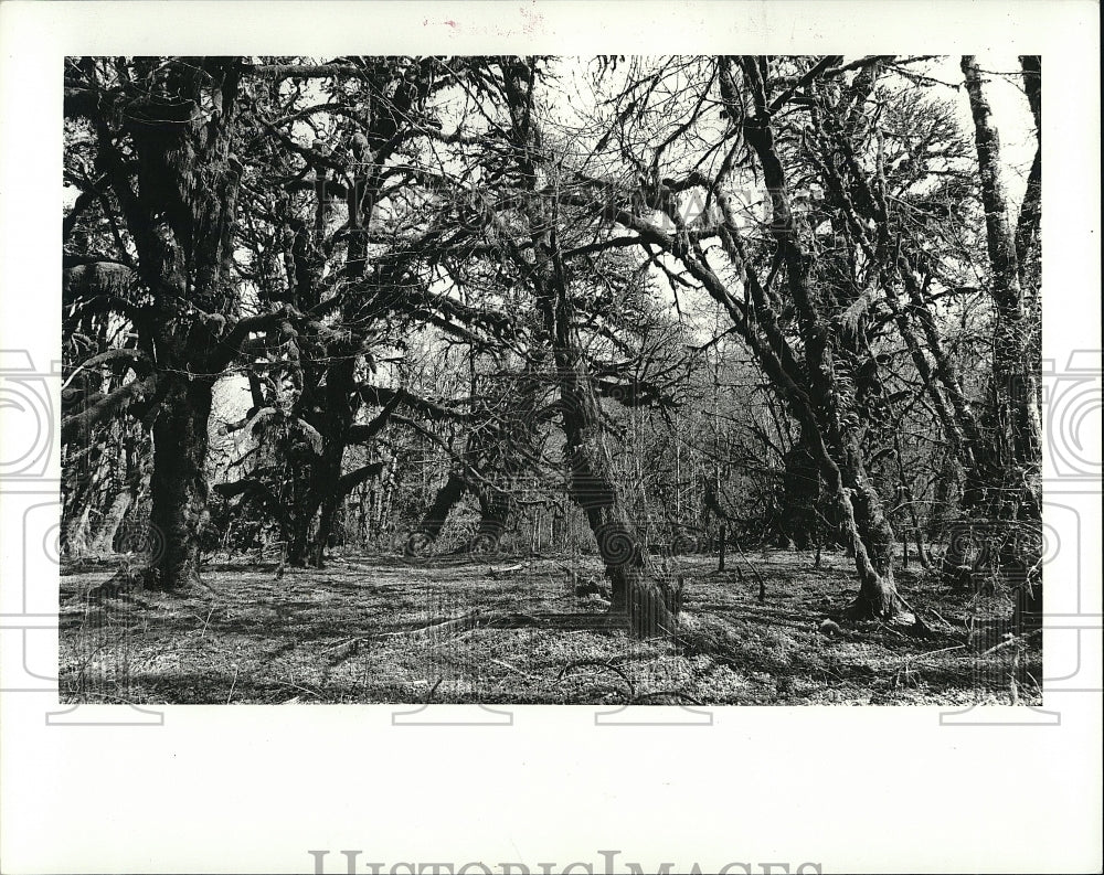 1983 Press Photo Trees in Olympic National Park and Forest - Historic Images