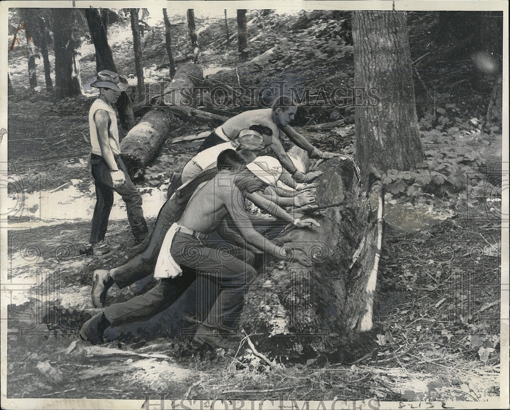 1958 Press Photo Olympic National Forest in Washington, student conservation - Historic Images