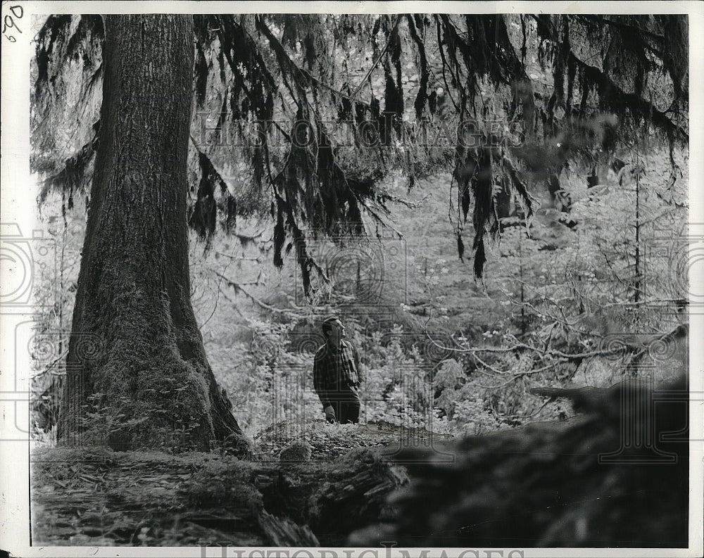 1955 Press Photo Olympic National Forest in Washington - Historic Images