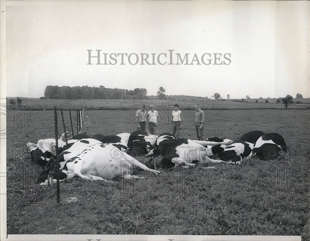 1955 Press Photo Holstein Dairy Animals killed when they were stuck by lighting - Historic Images