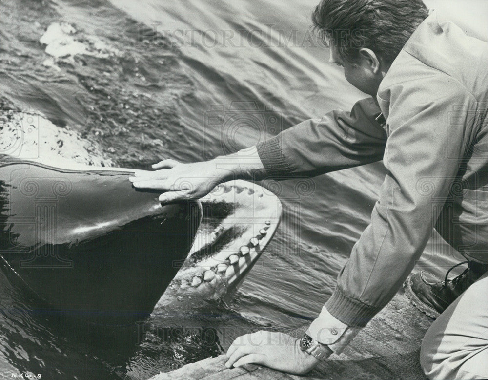 1967 Man Petting Whale - Historic Images