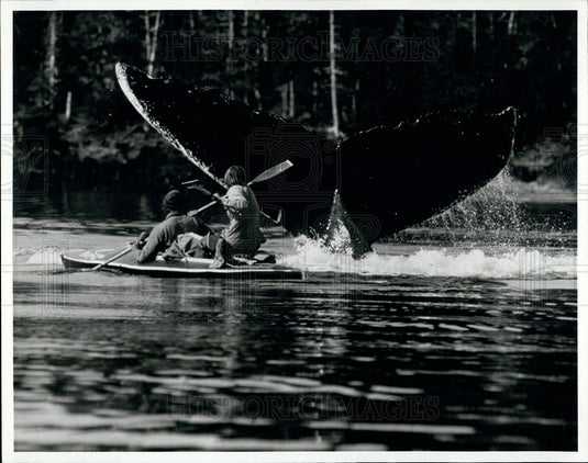 1994 Press Photo Rafters in Alaska See Whale Tail - Historic Images