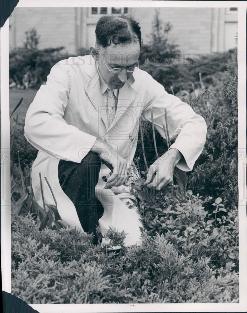 1938 Horticulturist Charles Williams Press Photo - Historic Images