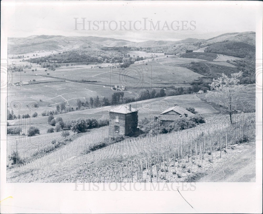 1979 France Vineyard Press Photo - Historic Images