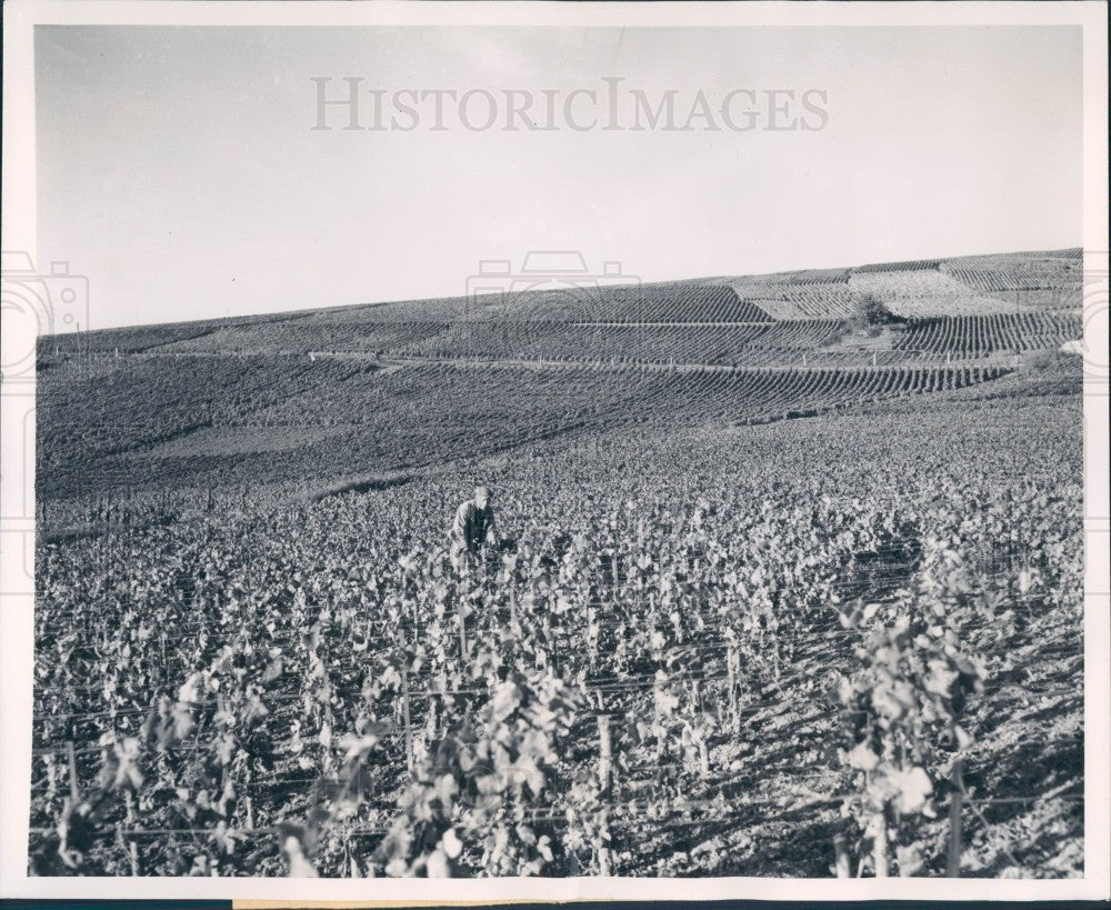 1948 Epernay France Vineyards Press Photo - Historic Images