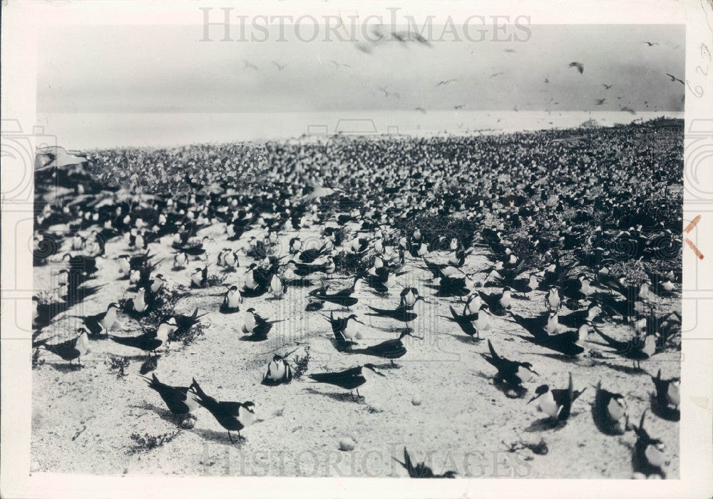 1935 Nesting Terns Press Photo - Historic Images