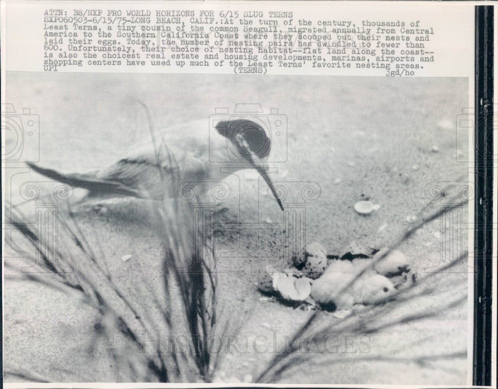 1975 Long Beach CA Terns Hatching Press Photo - Historic Images