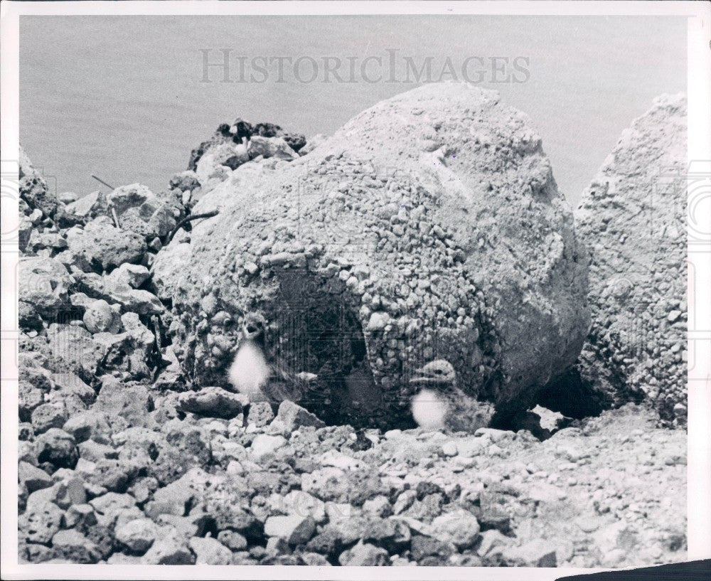 1953 Baby Terns Press Photo - Historic Images