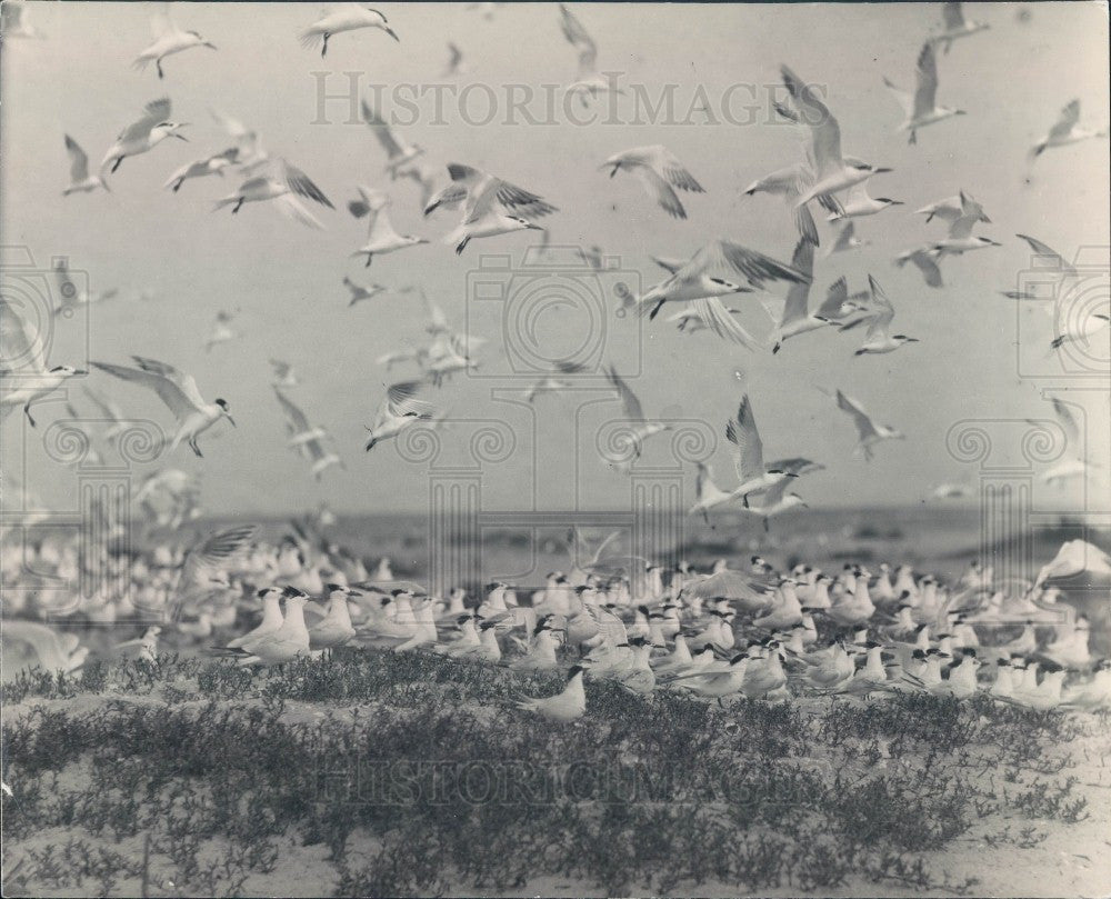 1937 Myth Island Terns Press Photo - Historic Images