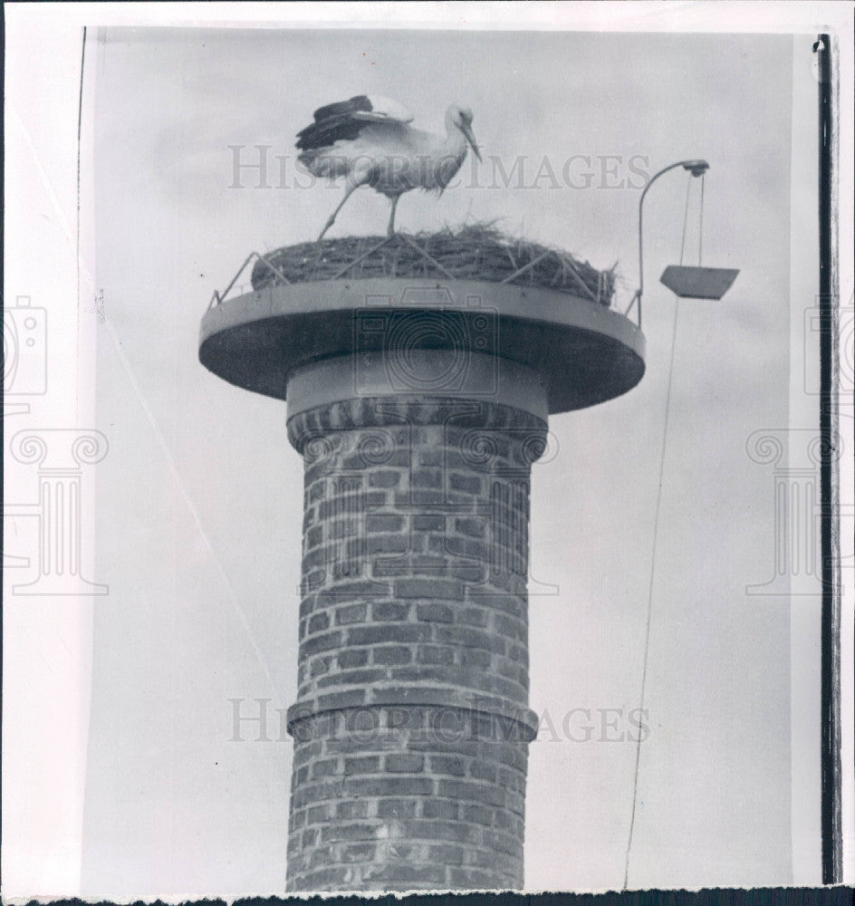 1959 Stork on Chimney Press Photo - Historic Images