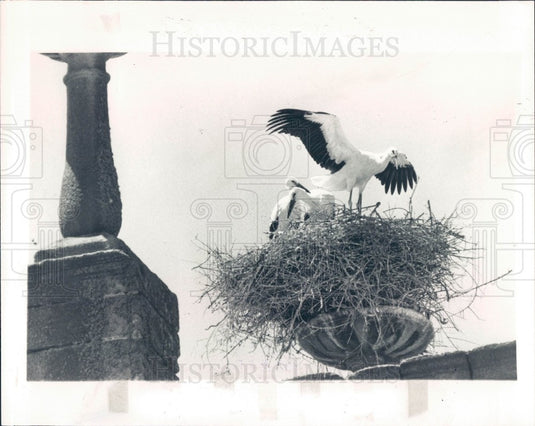 1984 Spain Stork Press Photo - Historic Images