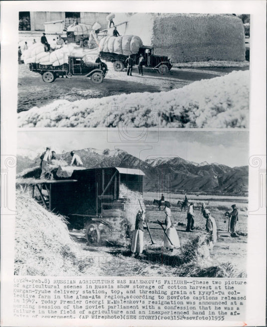 1955 Russian Cotton Harvest Press Photo - Historic Images