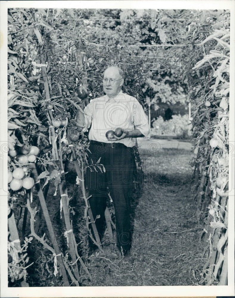 1943 St Louis MO Blue Variety Tomatoes Press Photo - Historic Images