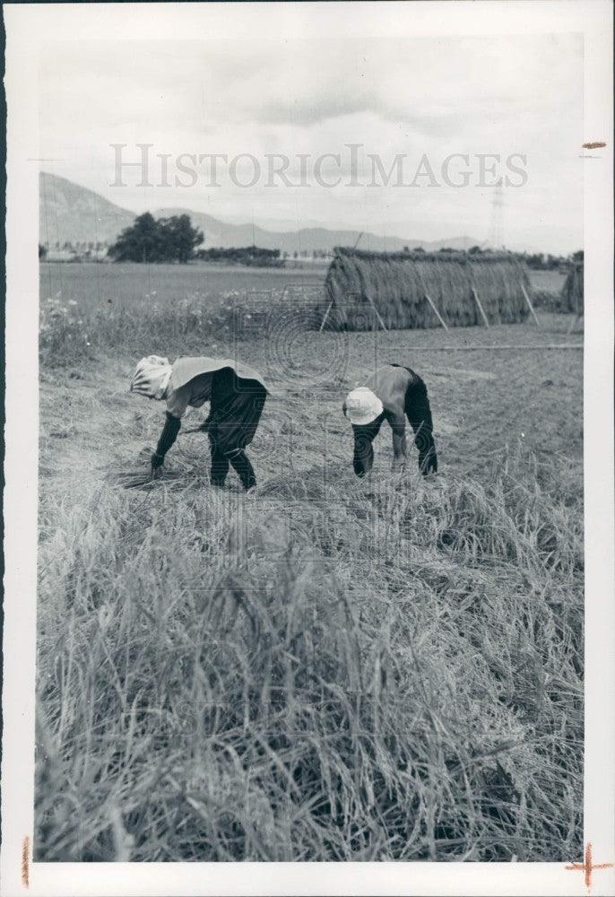 1947 Japan Rice Crop Press Photo - Historic Images