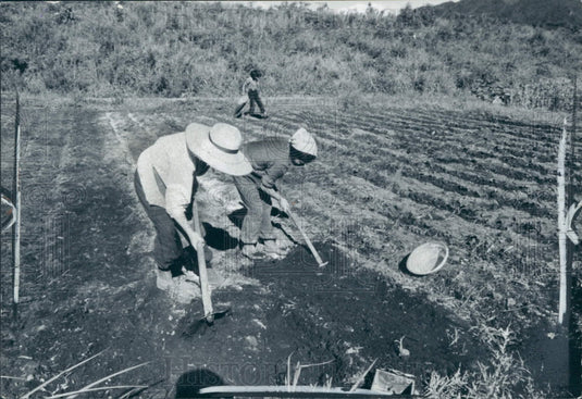 1960 Japan Agriculture Press Photo - Historic Images