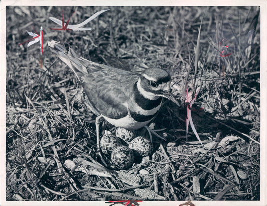 1940 Killdeer Bird w/ Eggs Press Photo - Historic Images