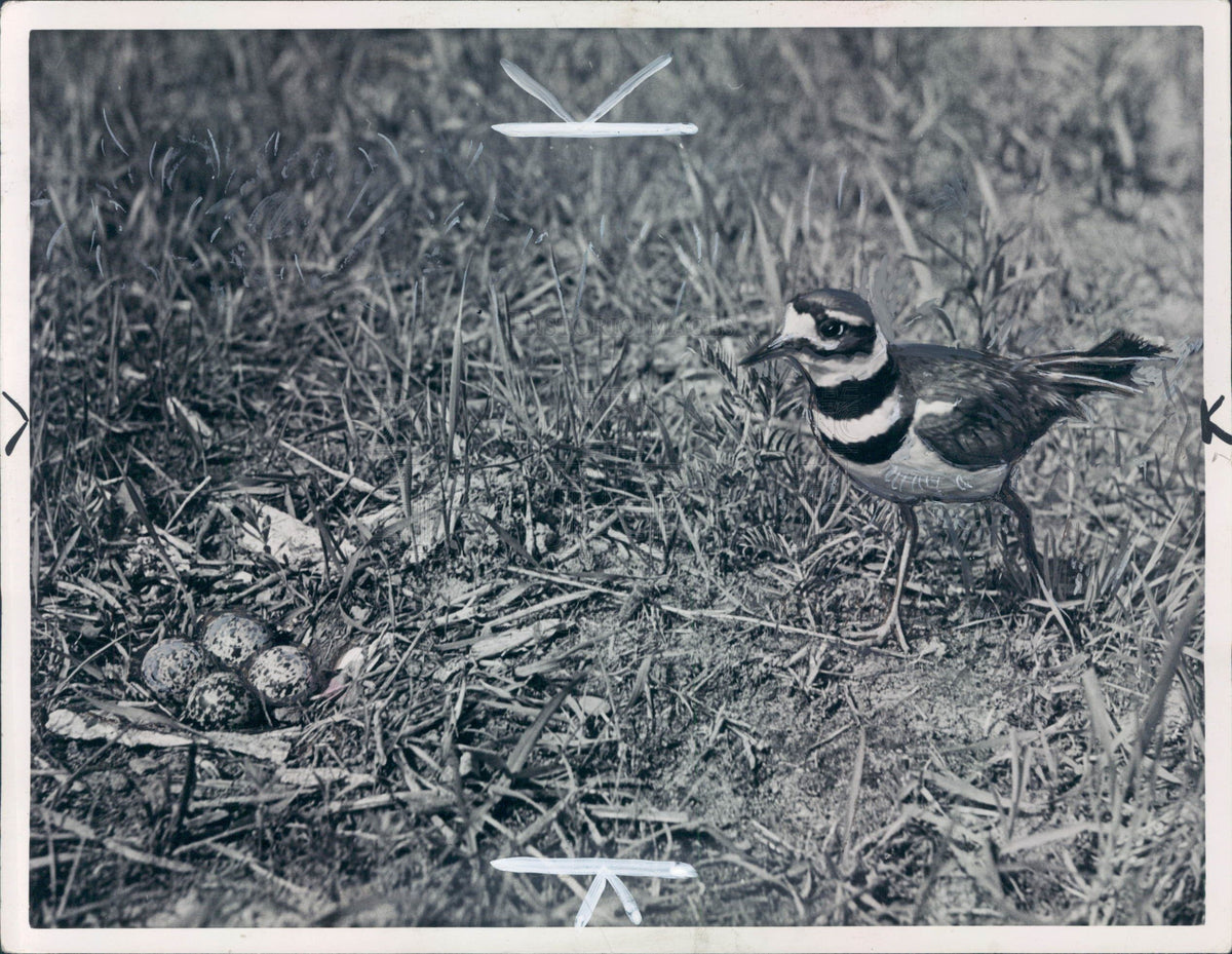 1941 Killdeer Bird w/ Eggs Press Photo - Historic Images