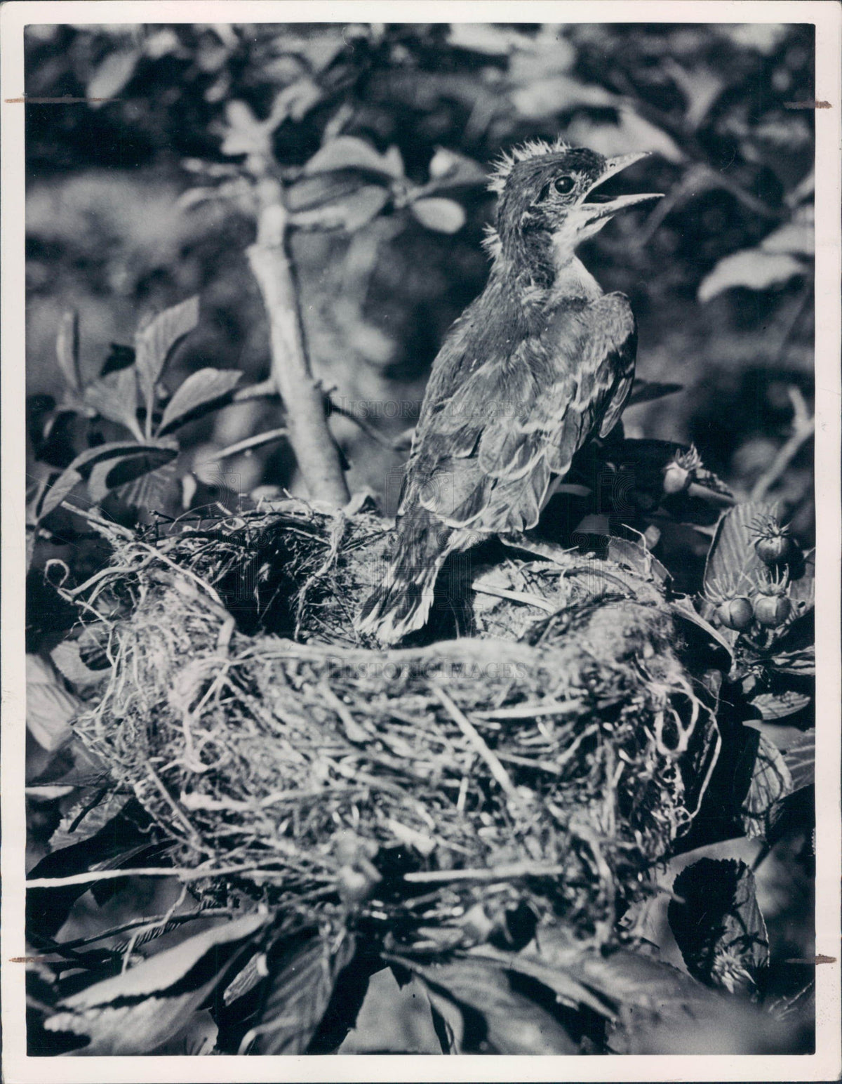 1944 Kingbirds Press Photo - Historic Images