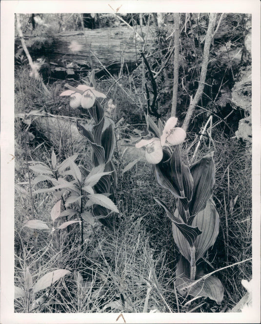 1939 Showy Ladys Slipper Press Photo - Historic Images