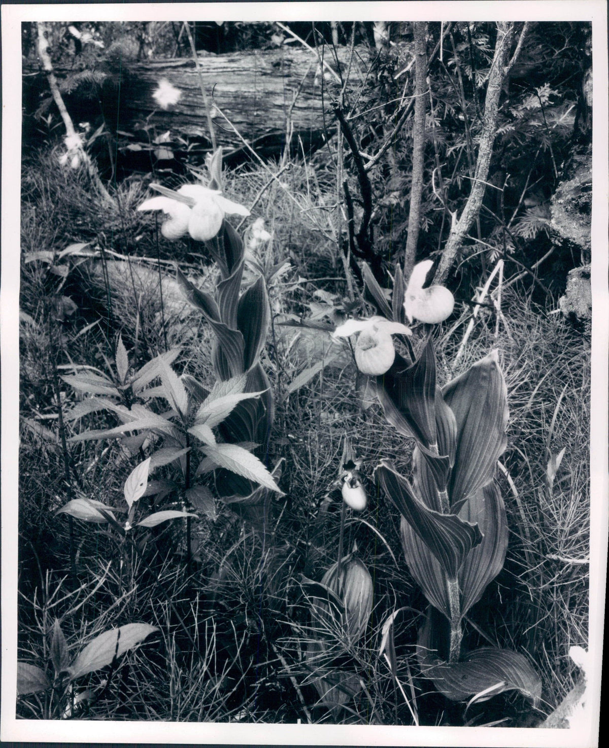 1945 Showy Ladys Slipper Press Photo - Historic Images