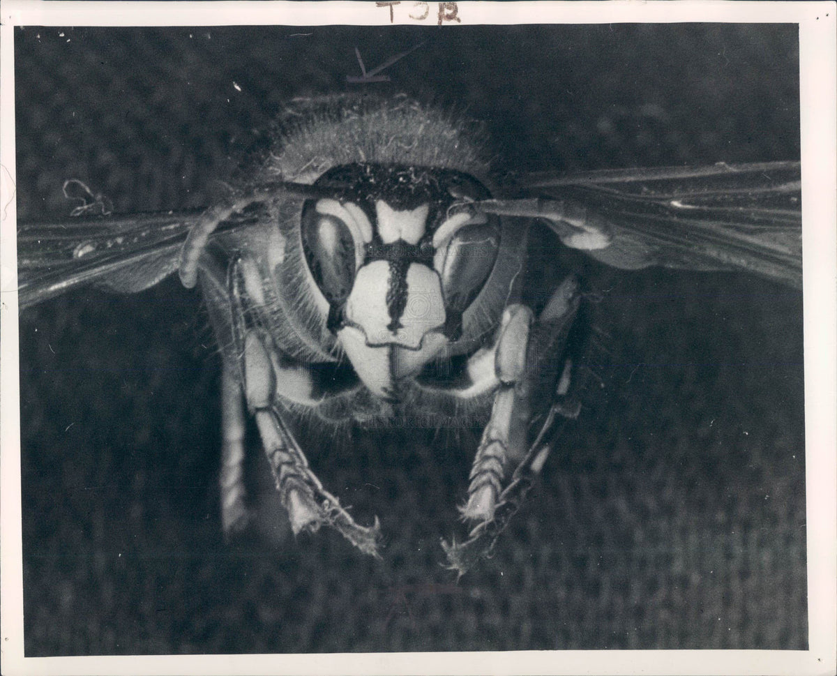 1937 White Faced Hornet Press Photo - Historic Images